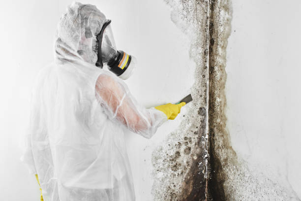 Certified Mold Removal in Marionville, MO