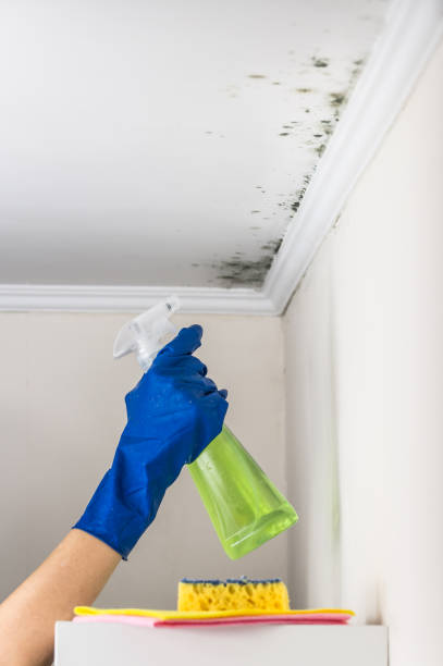 Trusted Marionville, MO Mold Removal Experts